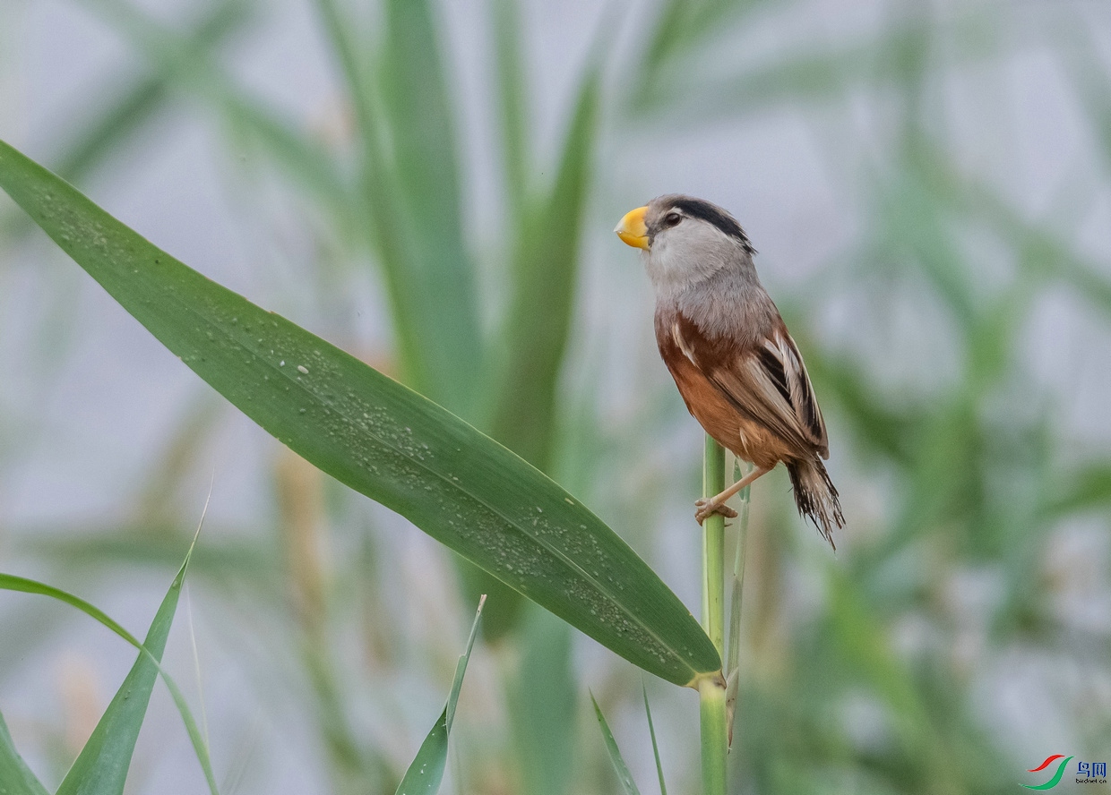 短尾巴的《震旦鸦雀》