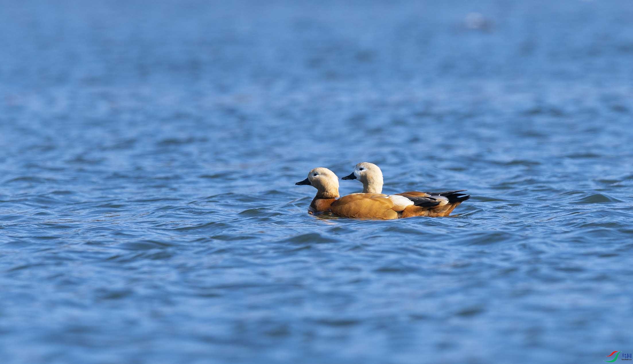 DSC_0312-3 - ���� (2).jpg