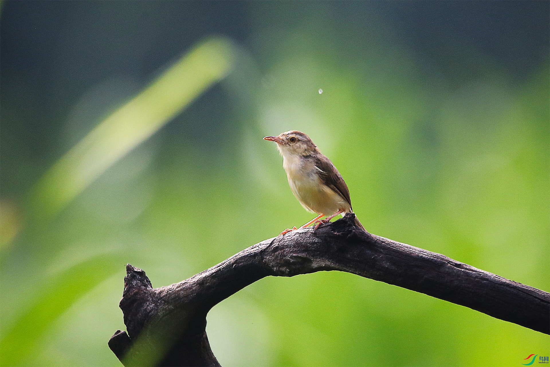 ST8A8996 - ����.jpg