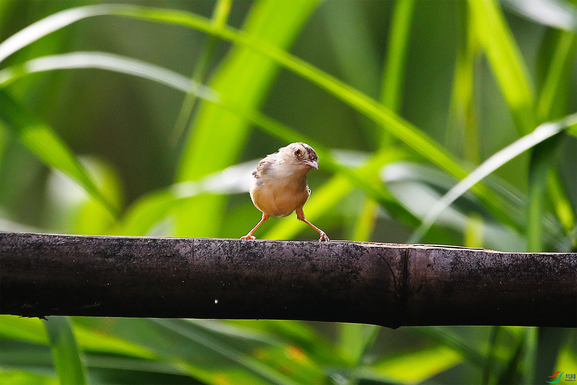 ST8A8899 - ����.jpg