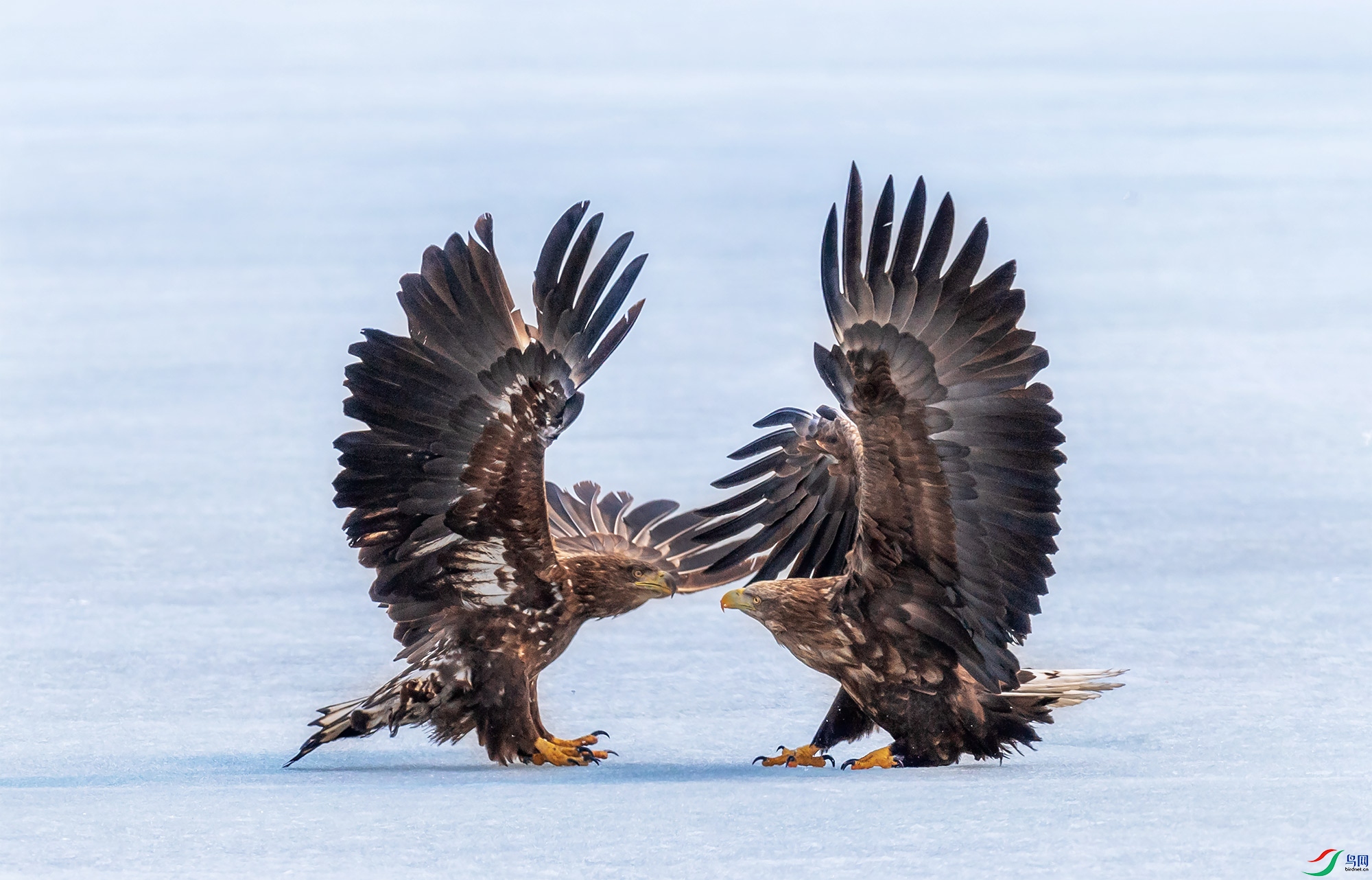 ��β����