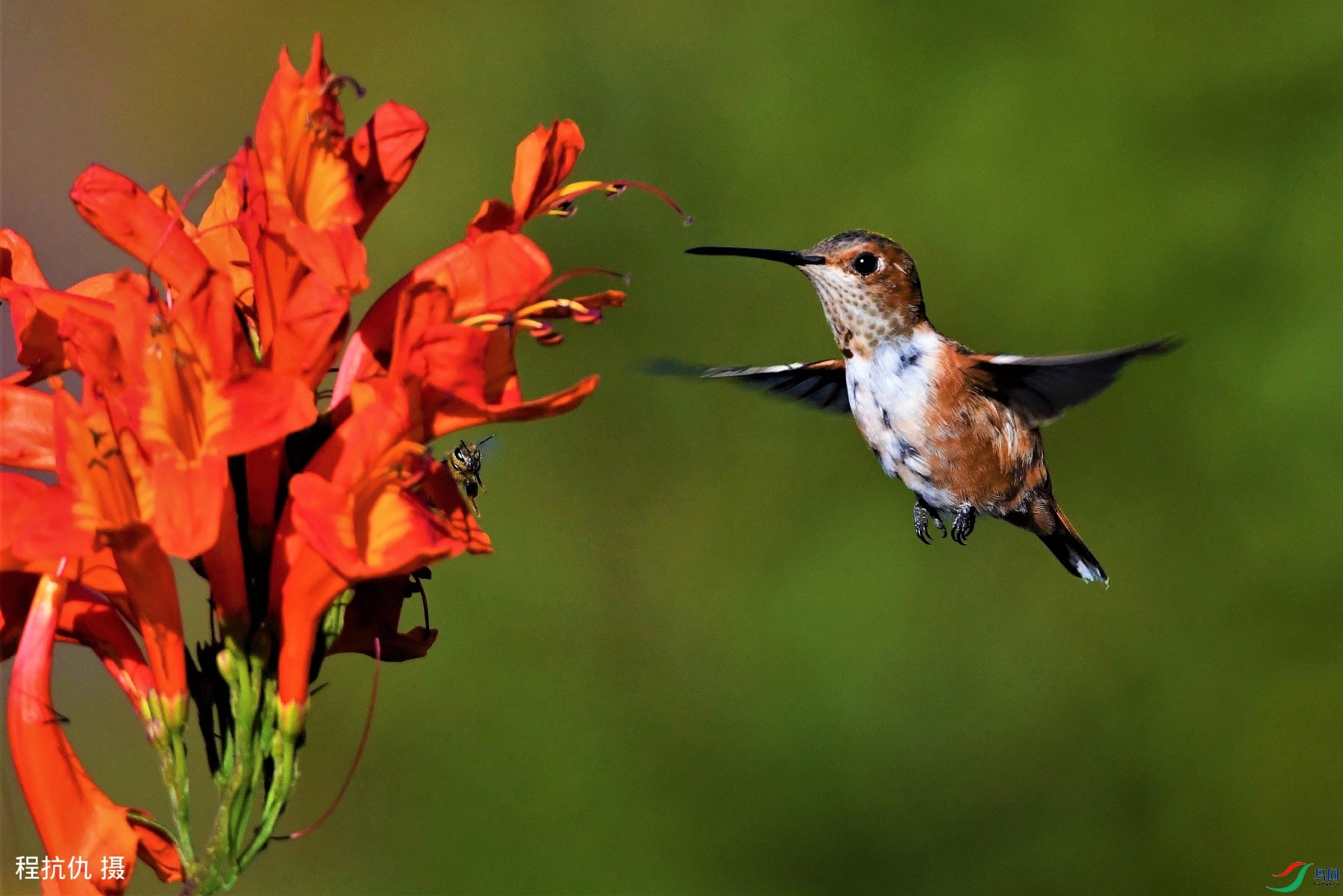 二蜂图(蜂鸟,蜜蜂)