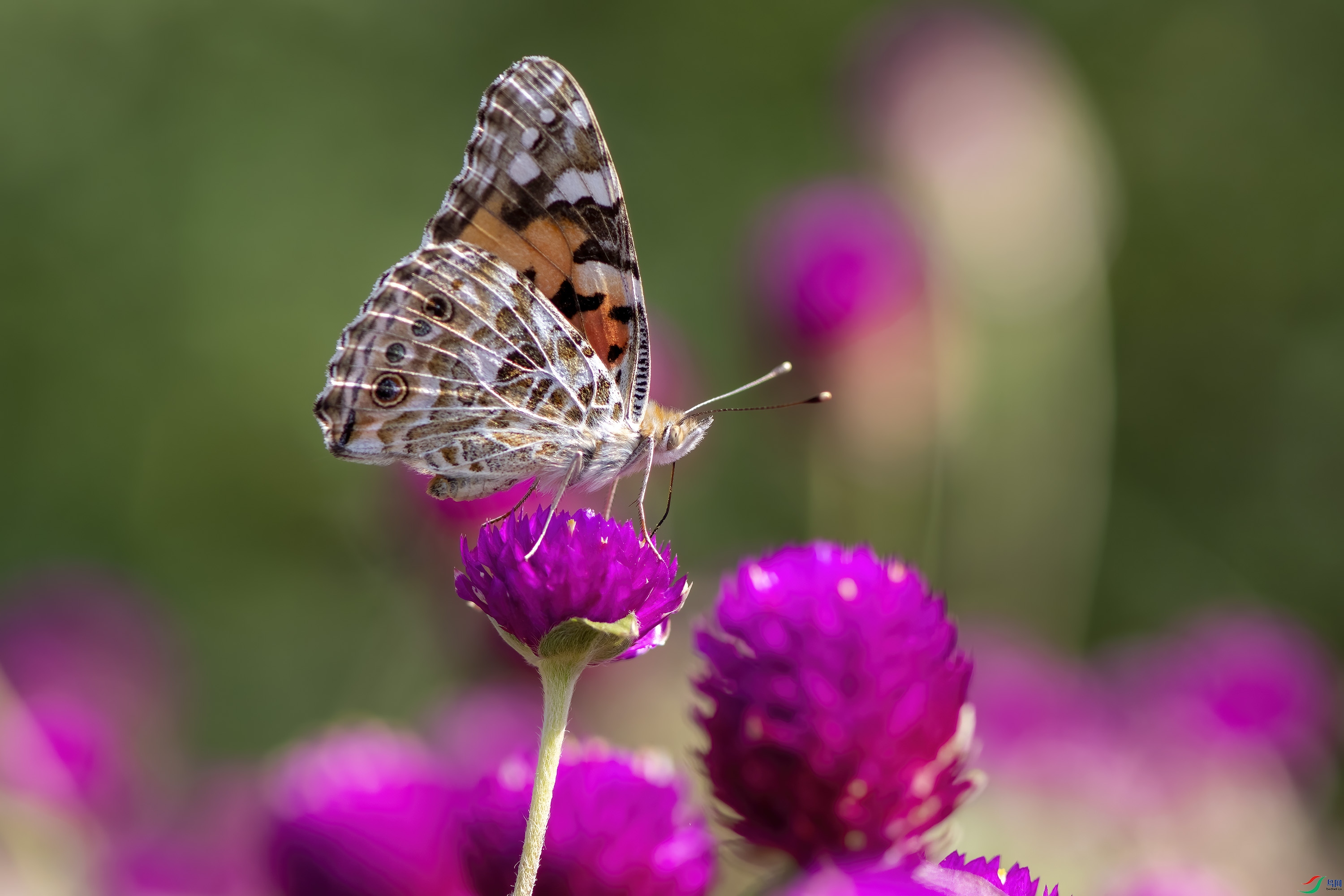 DSC_2071.jpg
