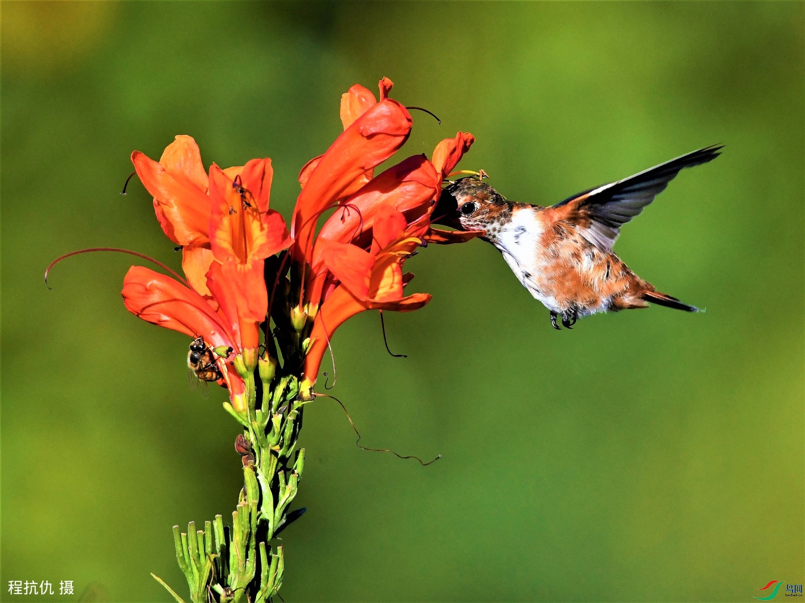 二蜂图(蜂鸟,蜜蜂)