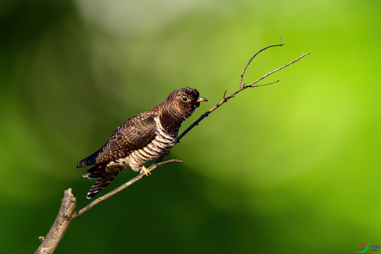 ��ž�DSC_6077_1.jpg