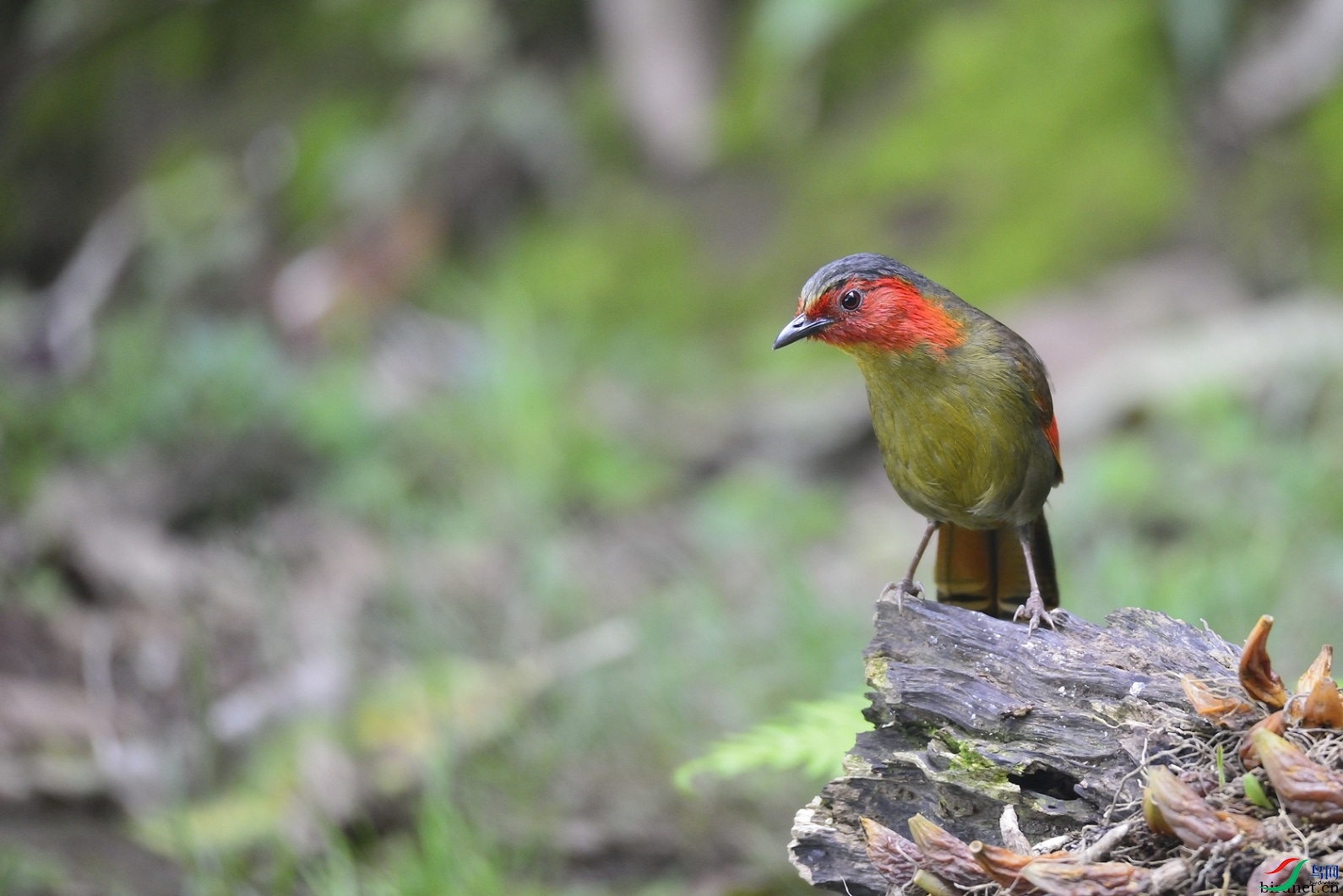 ��ɽ  ��ʦ����������ʡ��ɽ��.jpg