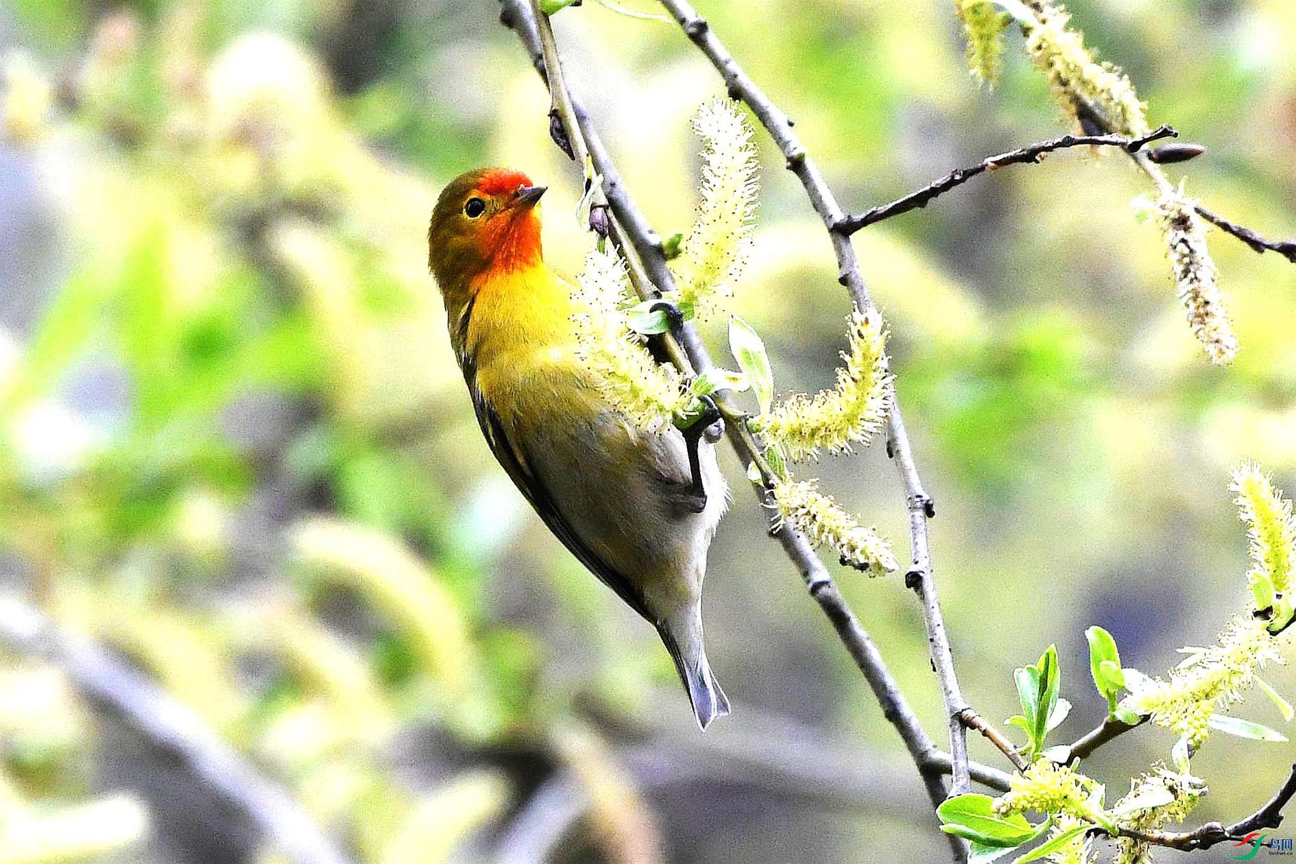 DSC_3227_����.jpg