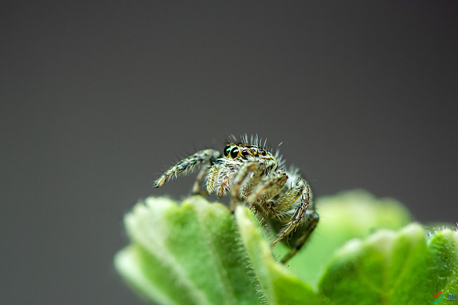 DSC_7850.jpg