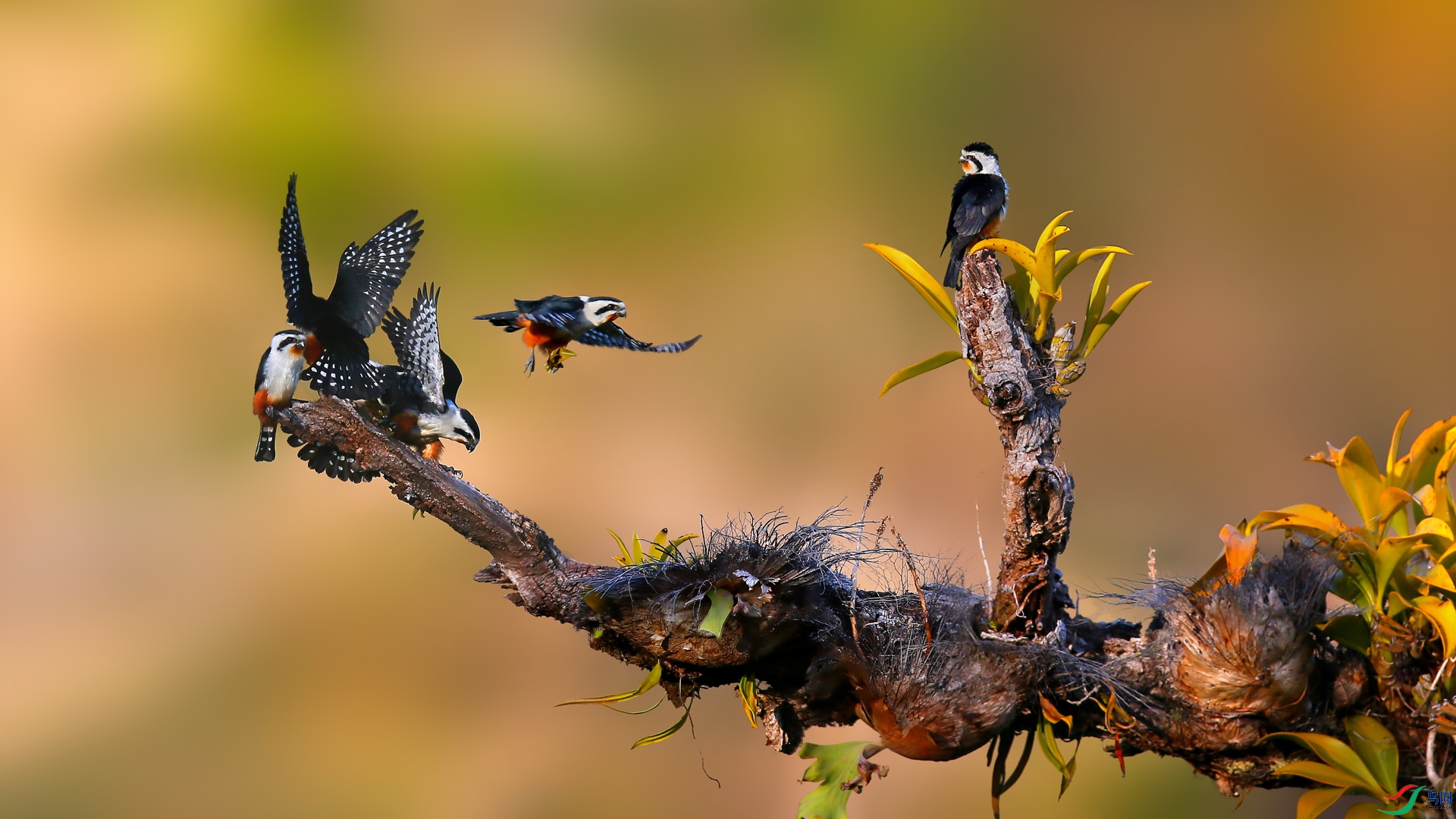 超远距离观察 《山谷里的红腿小隼》