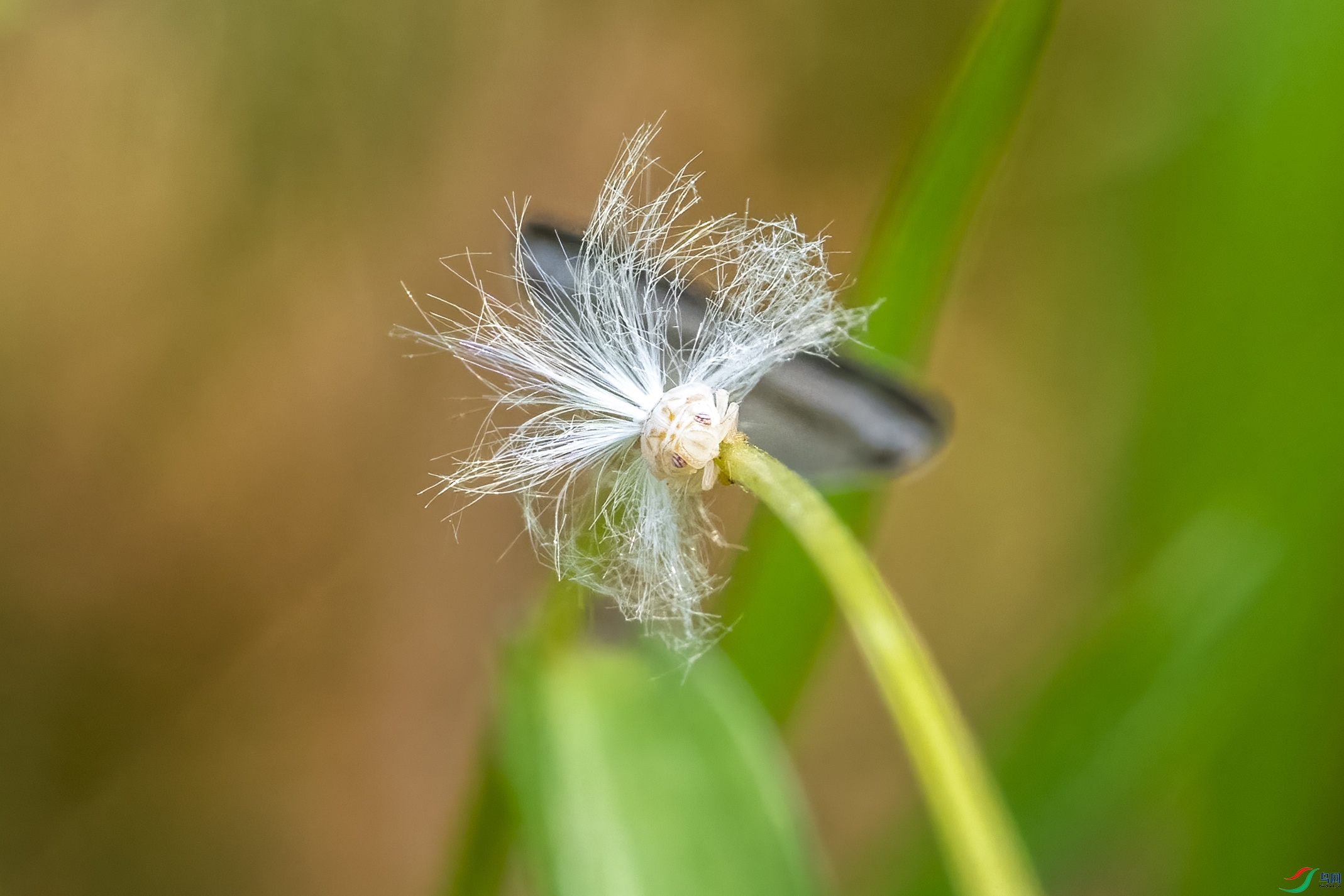 DSC_4707.jpg