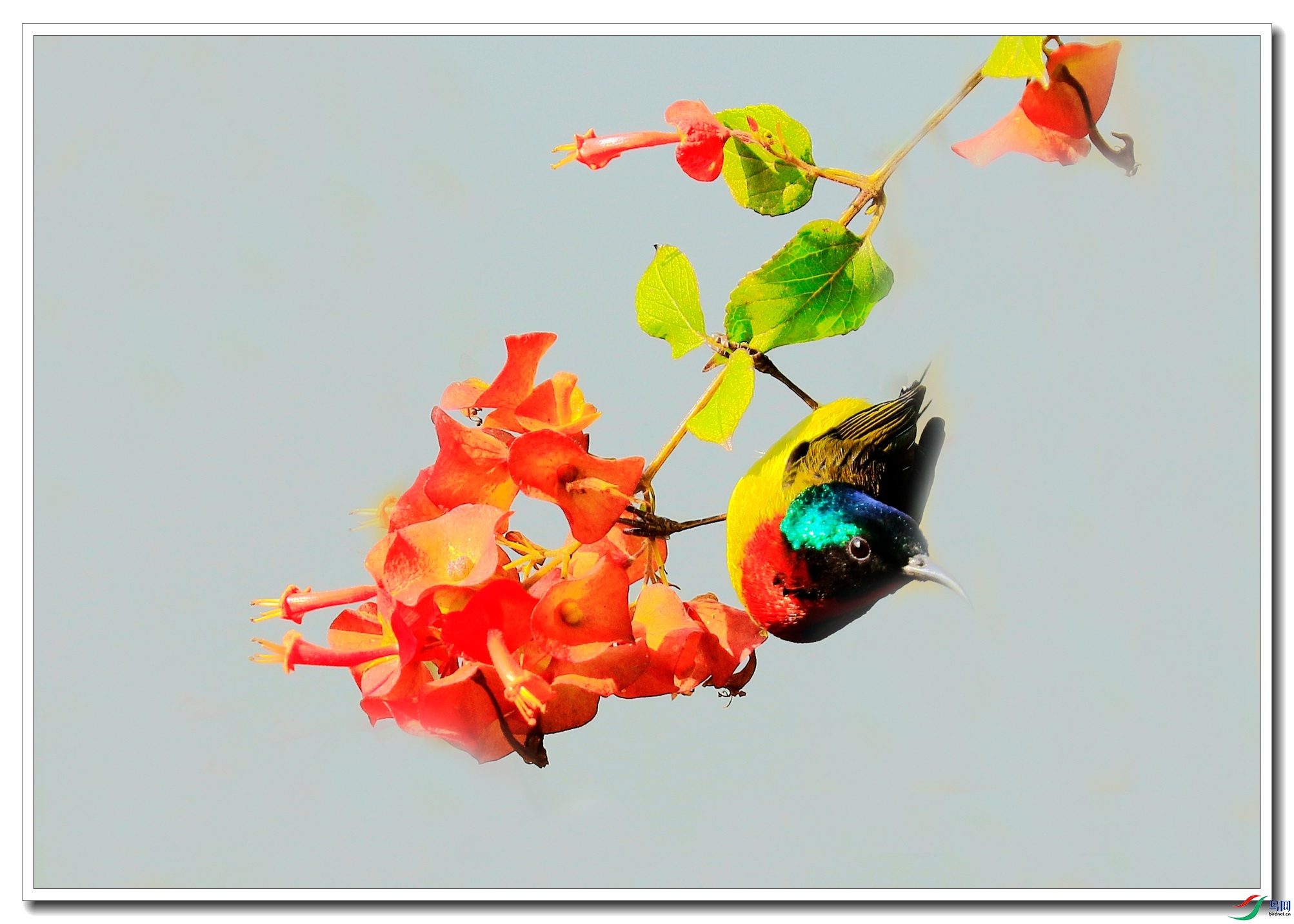 ������֦