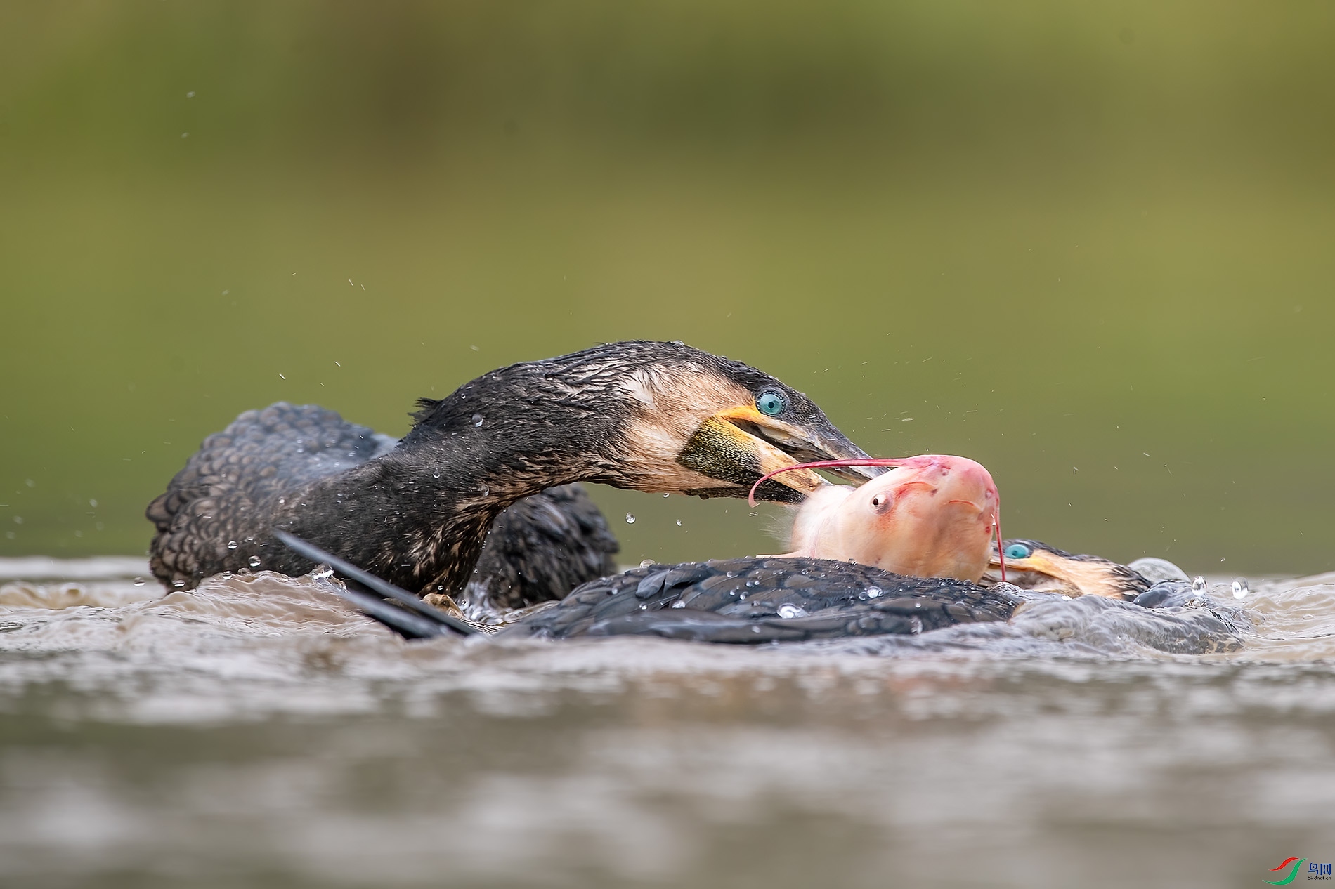 D5W_2952-1.jpg