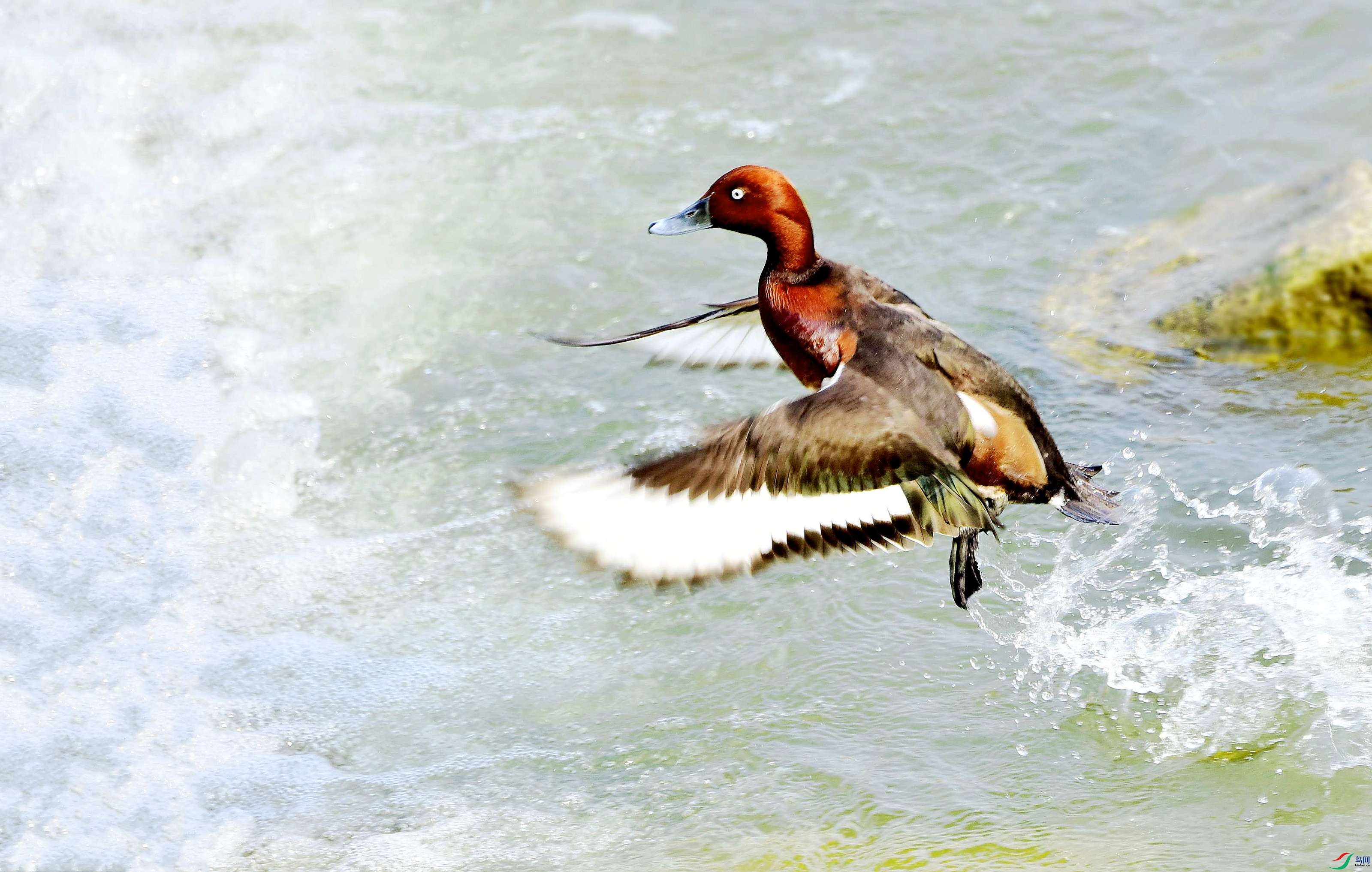 DSC_8702_conew7.jpg
