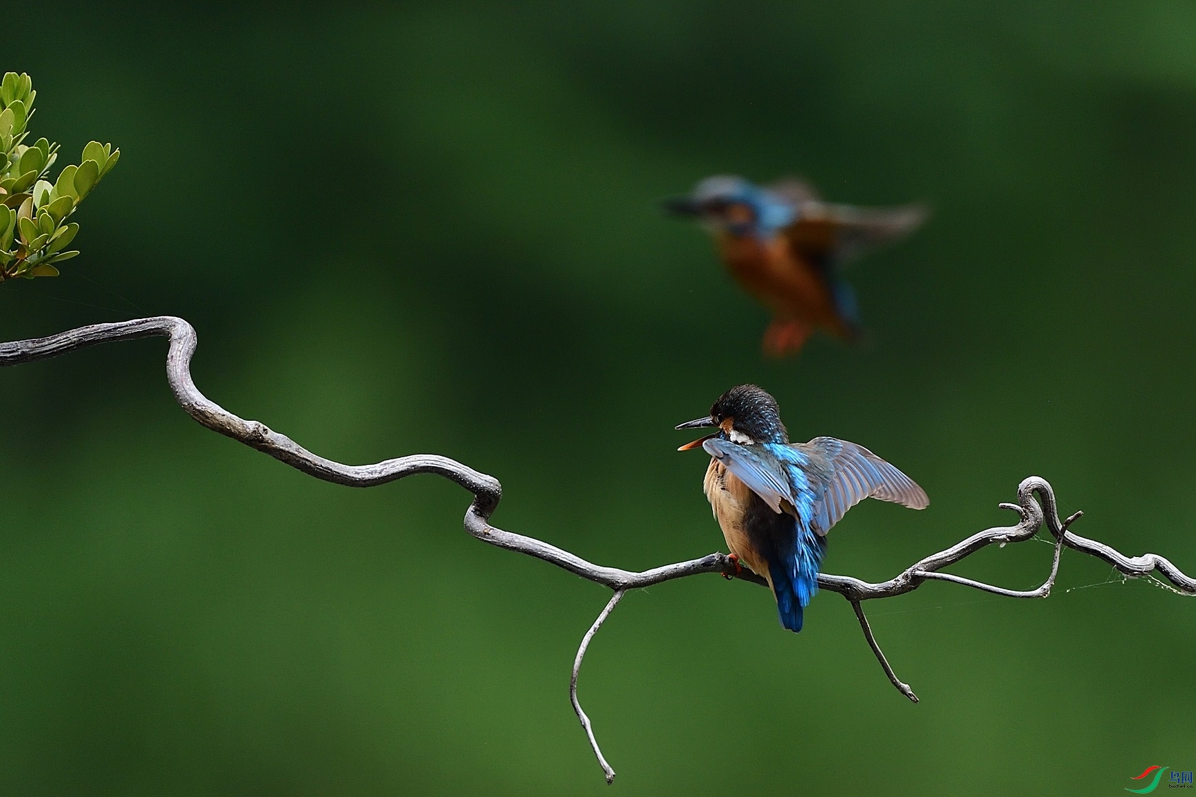 DSC_9732.jpg