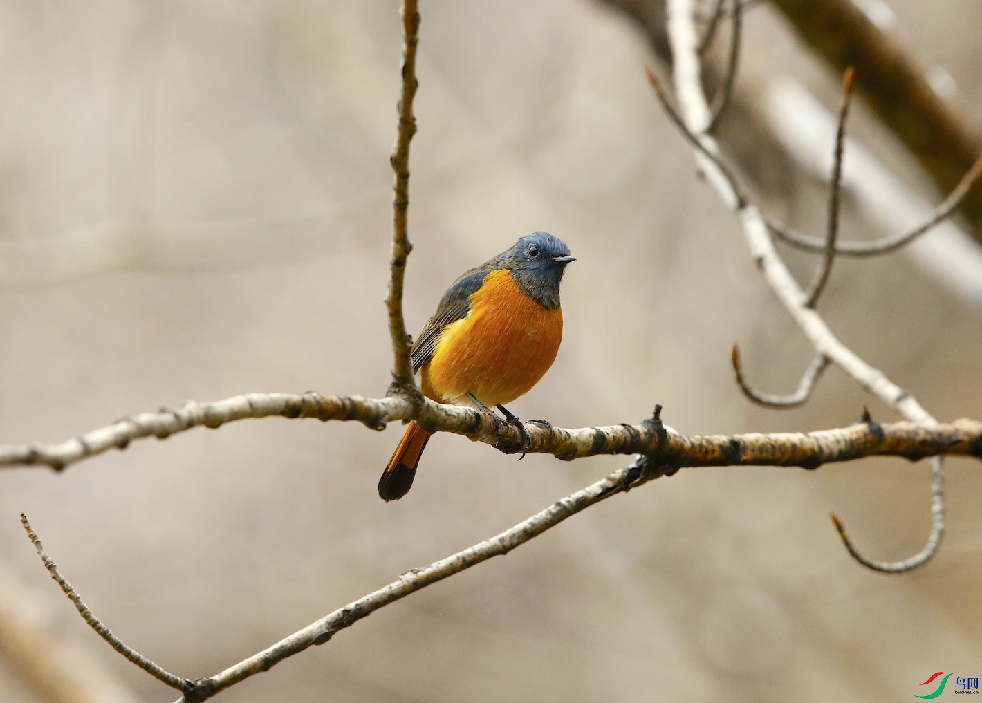 �����β�