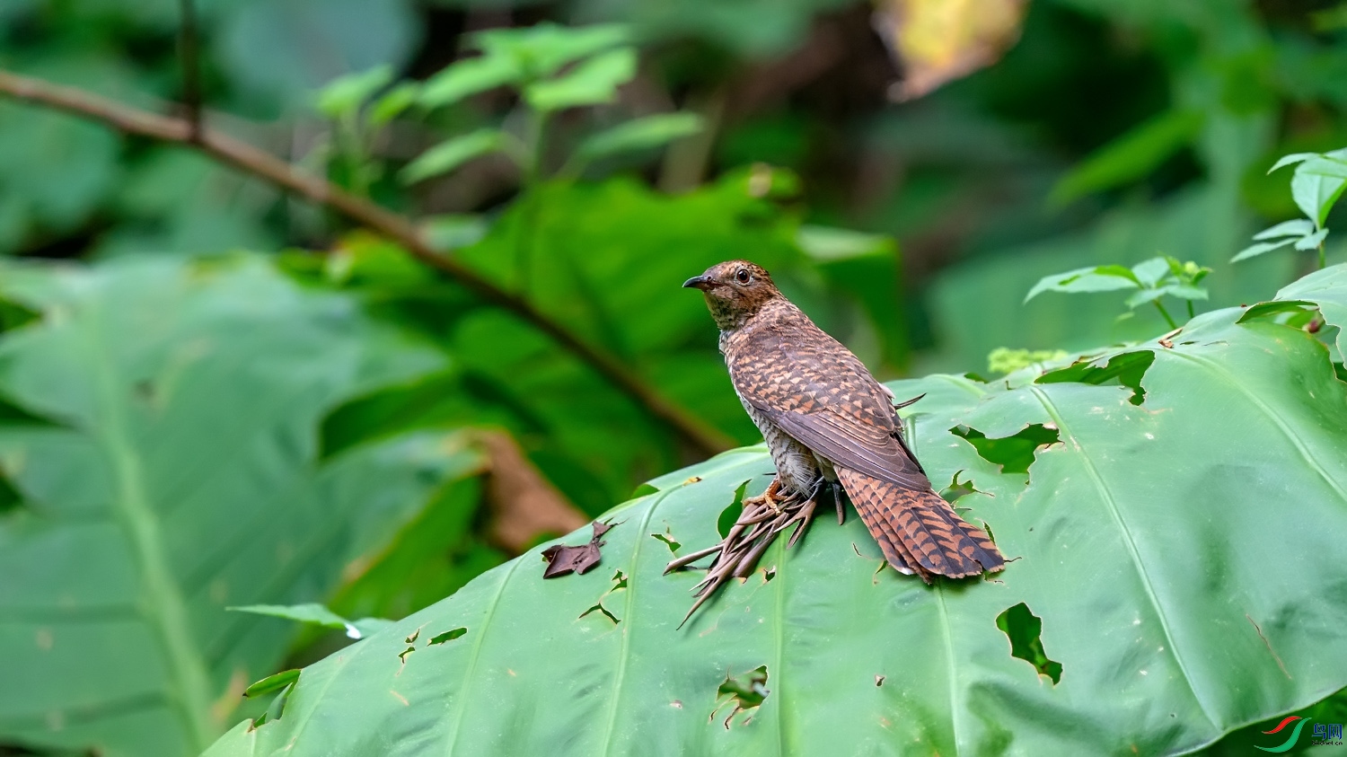 A9D07537a.jpg