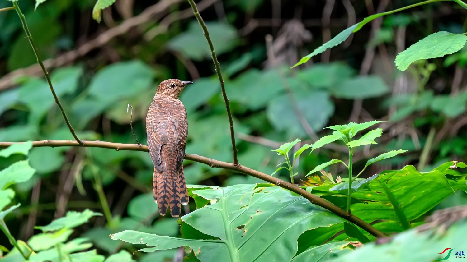 A9D07572a.jpg