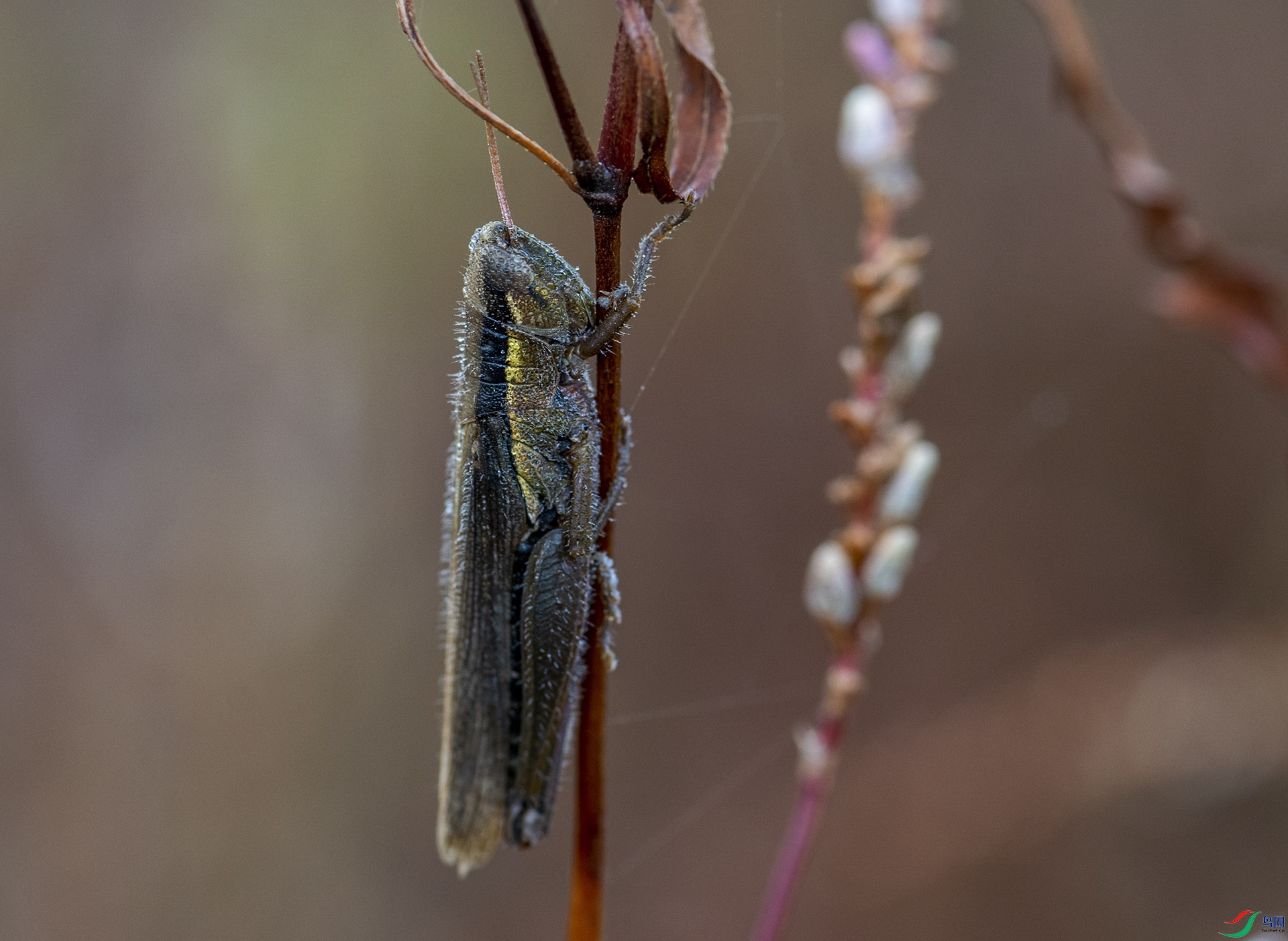DSC_2887.jpg