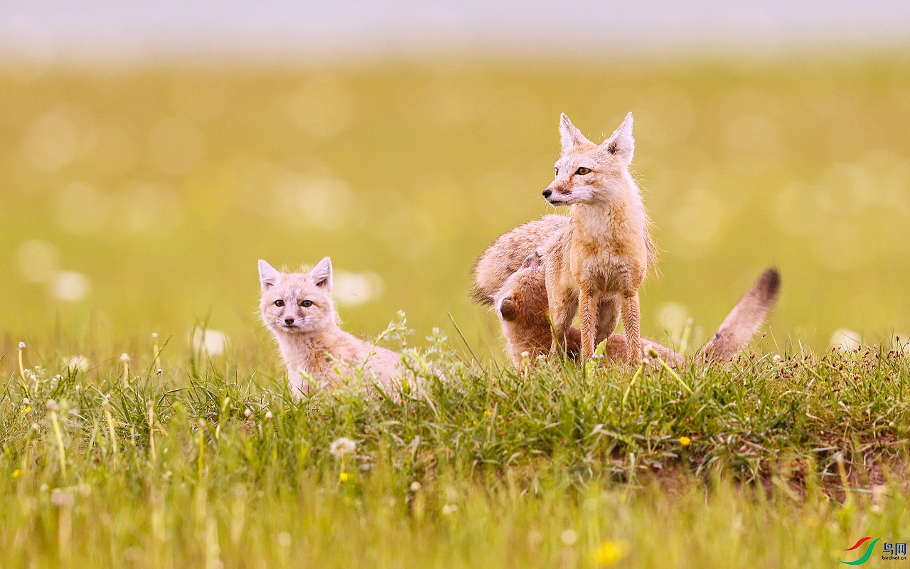 草原狐狸