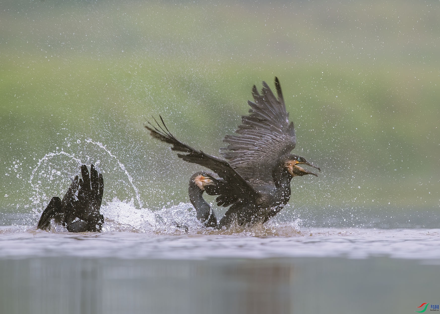 D5W_3040-1.jpg
