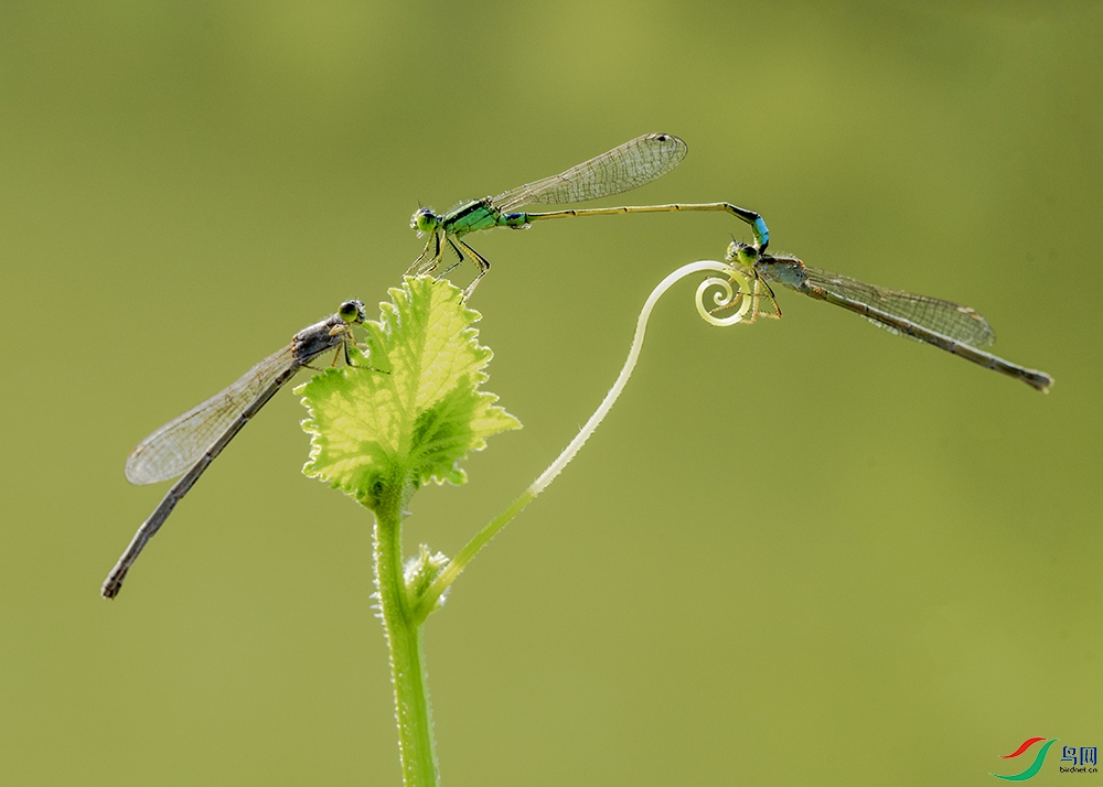 C13A4454a3.jpg