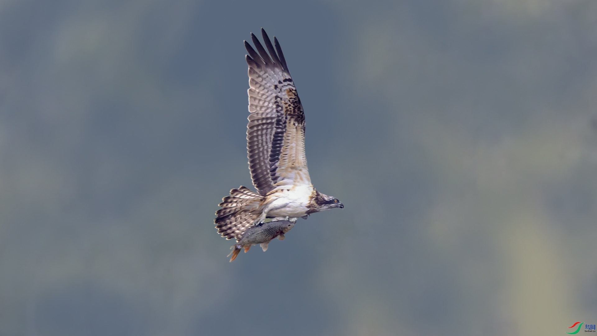 CF7A7927_1.jpg
