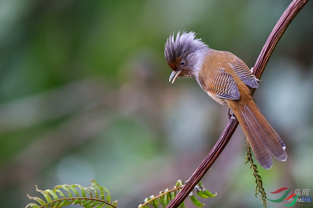 ��ͷ����  ��ʦ����.jpg