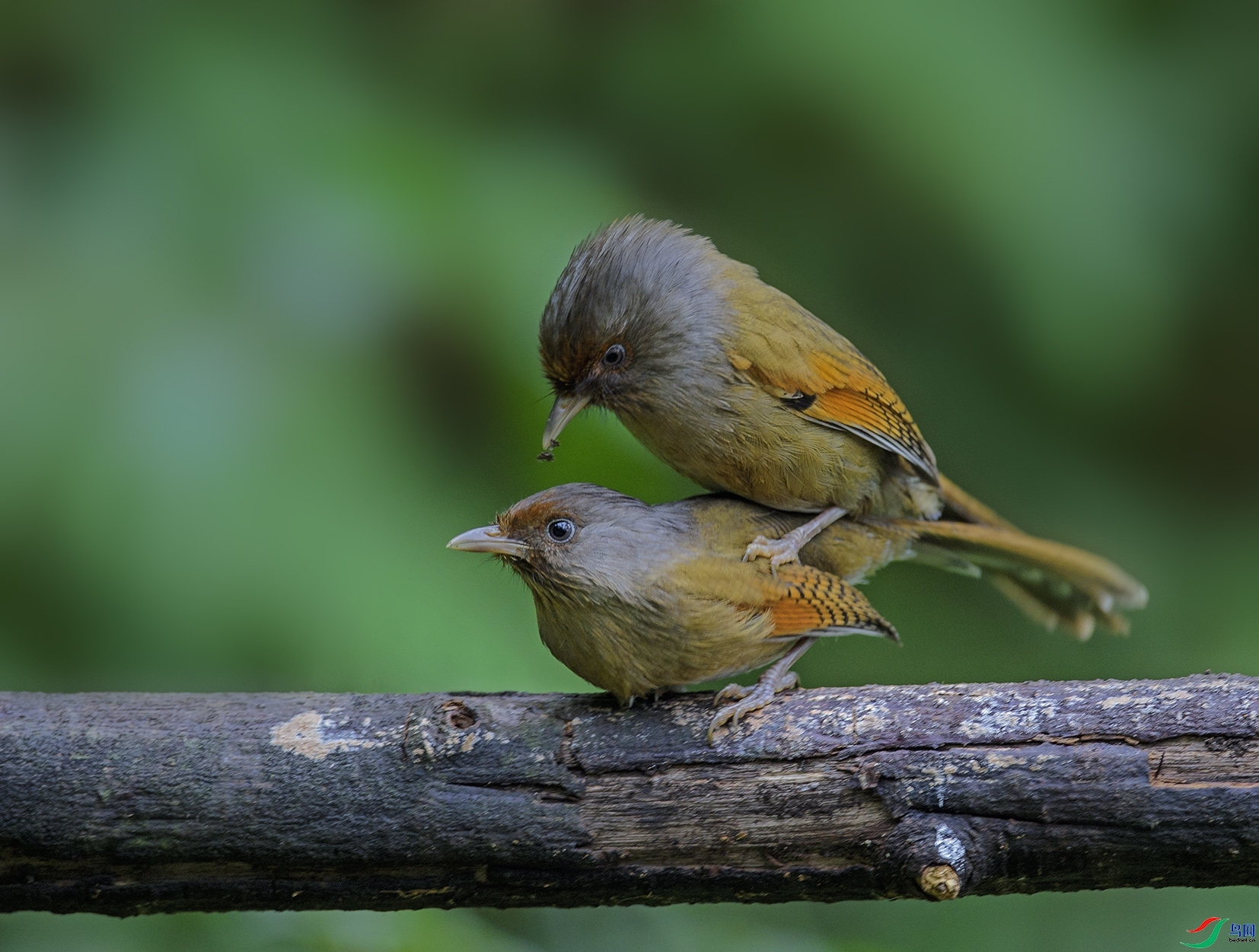 JZ����  ��ʦ����������ʡ��ɽ��.jpg