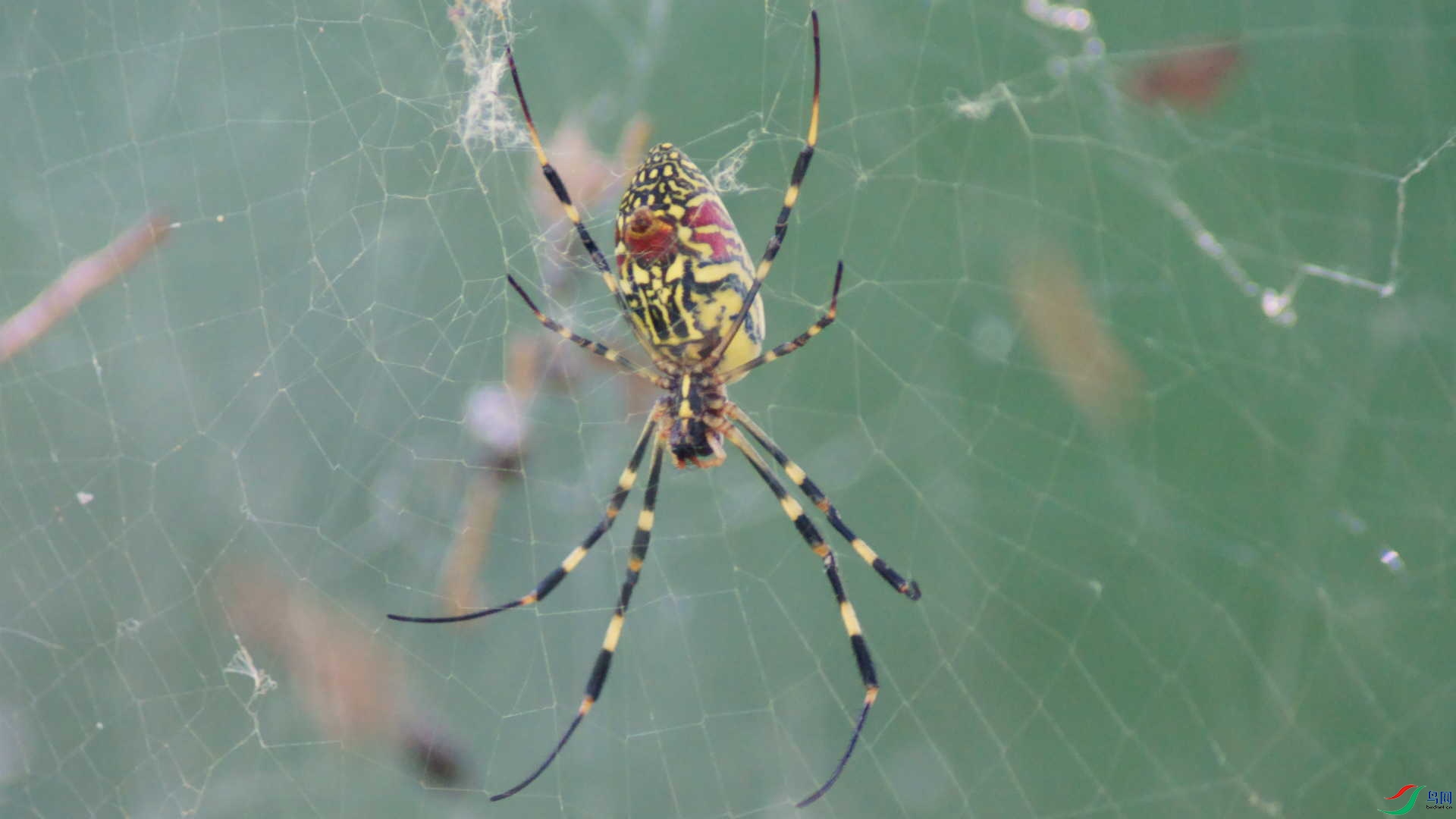 ����֩��