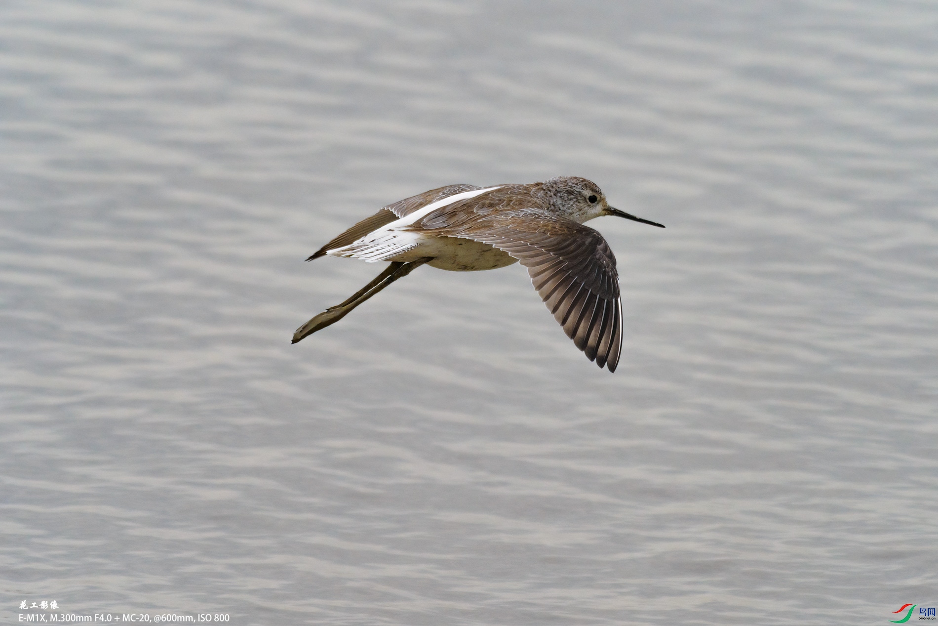 P1101710ac.jpg