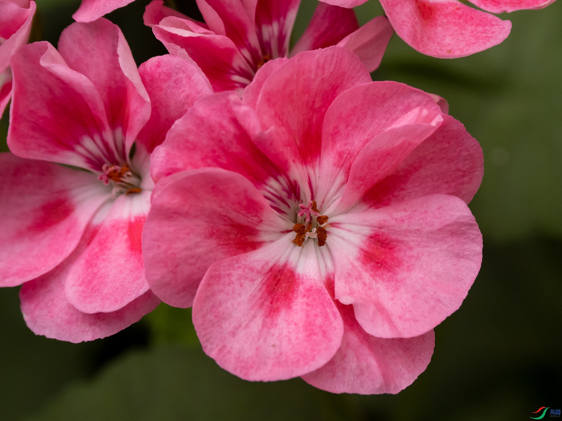 ���ÿ���