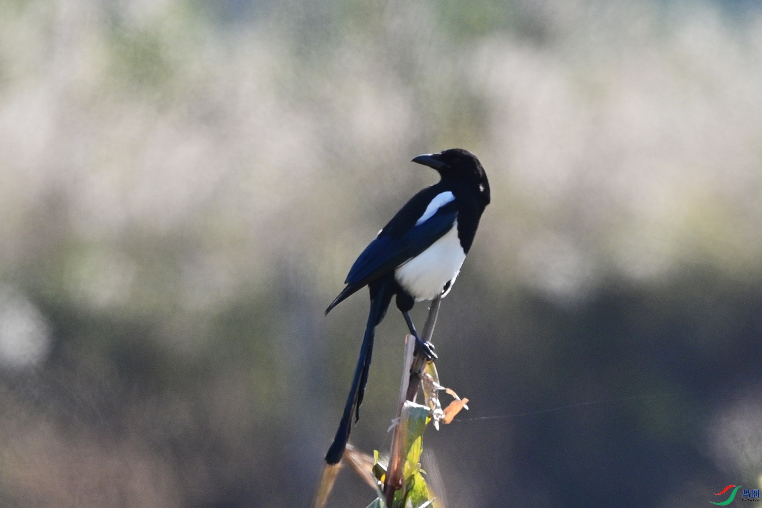 DSC_6434.jpg