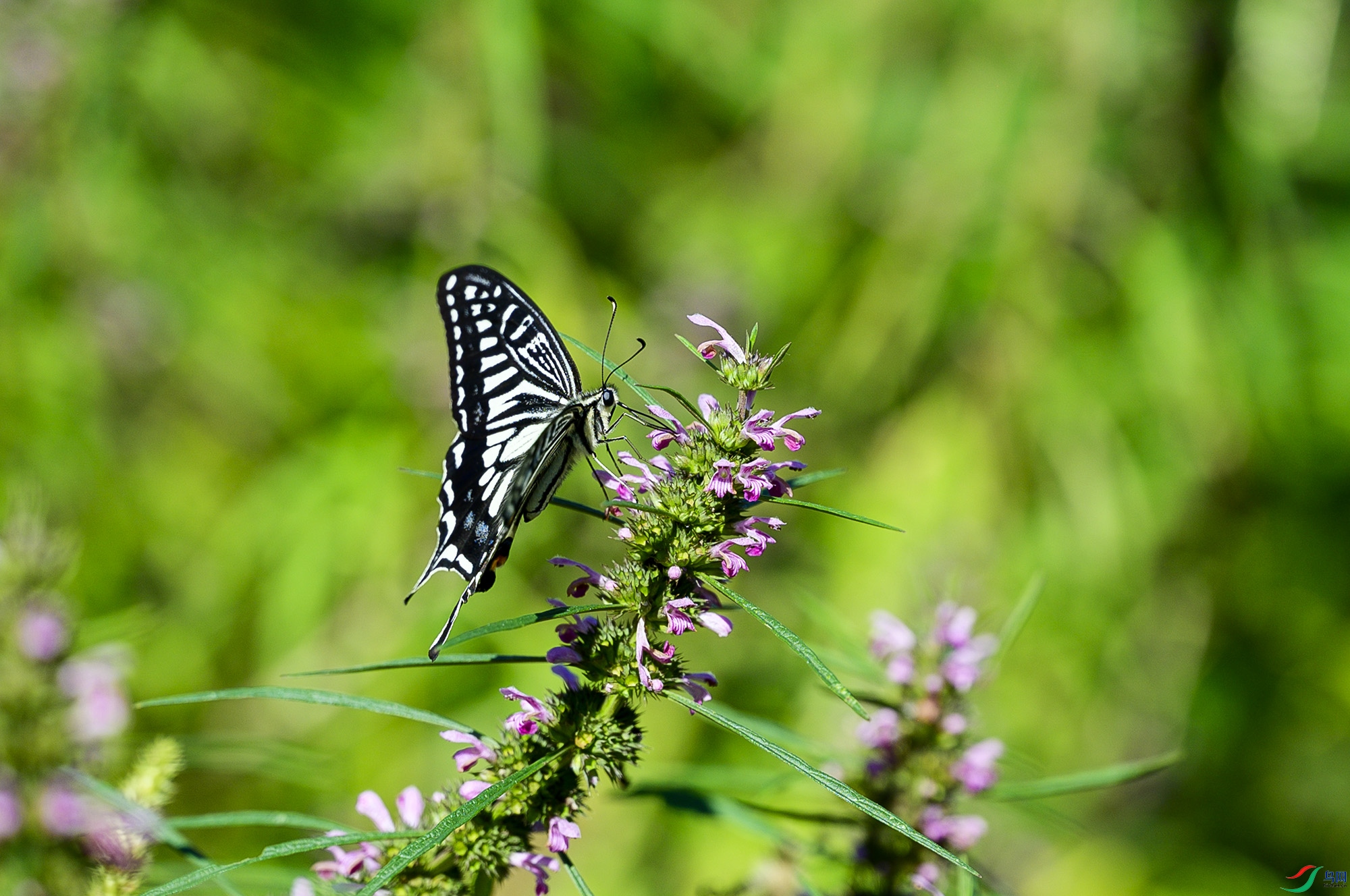 DSC_4730-1.jpg