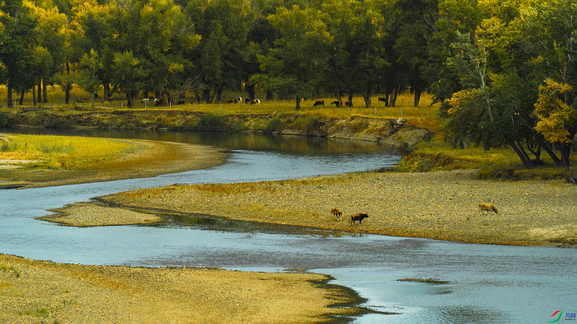 ���̲����