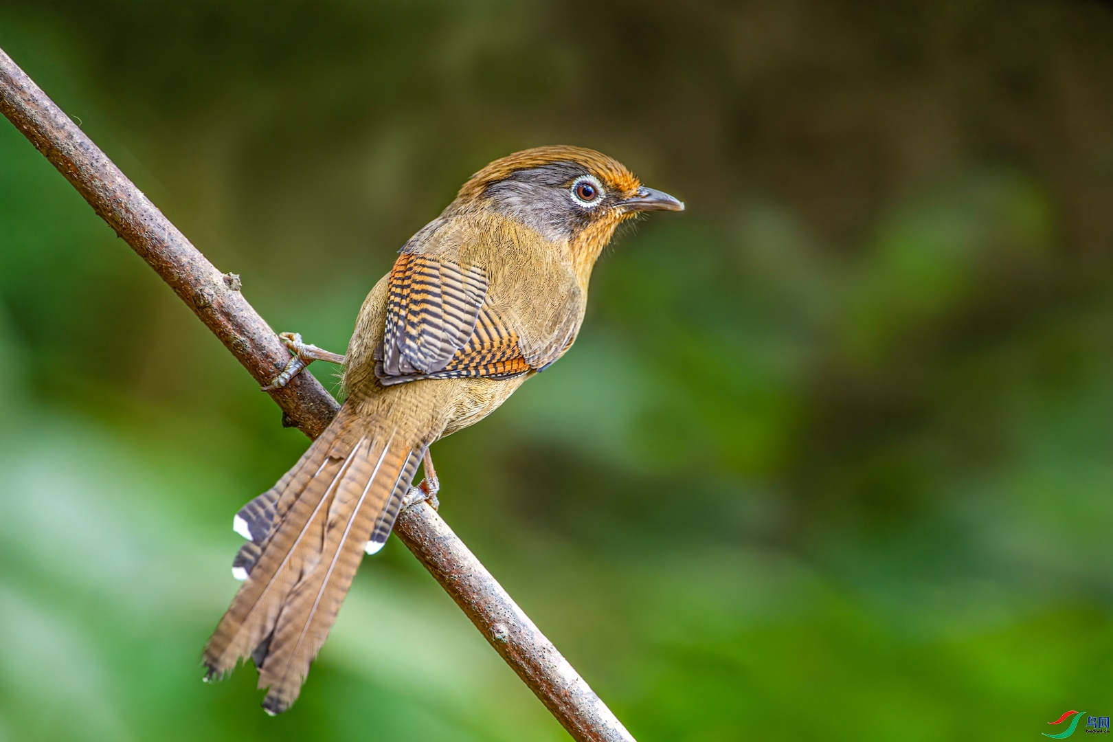 �ķ�ľ��  ��ʦ�����ڹ���׳����������ɫ��������.jpg