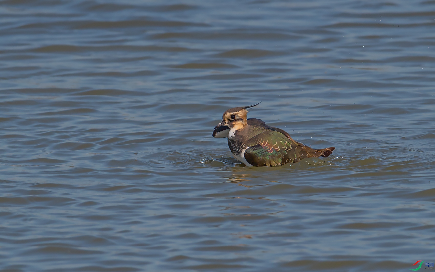DSC_4096.jpg