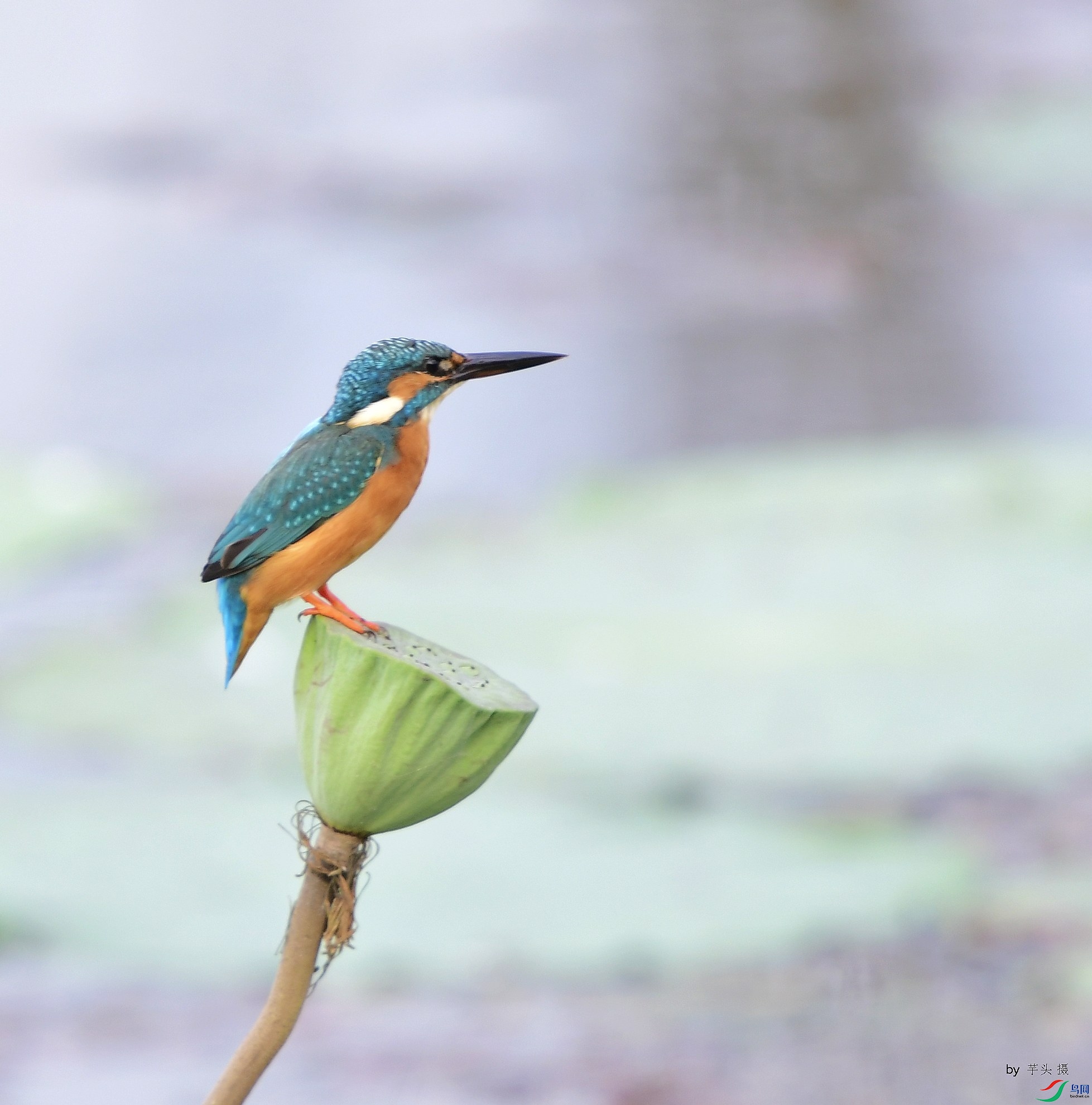 _D5D0576.jpg