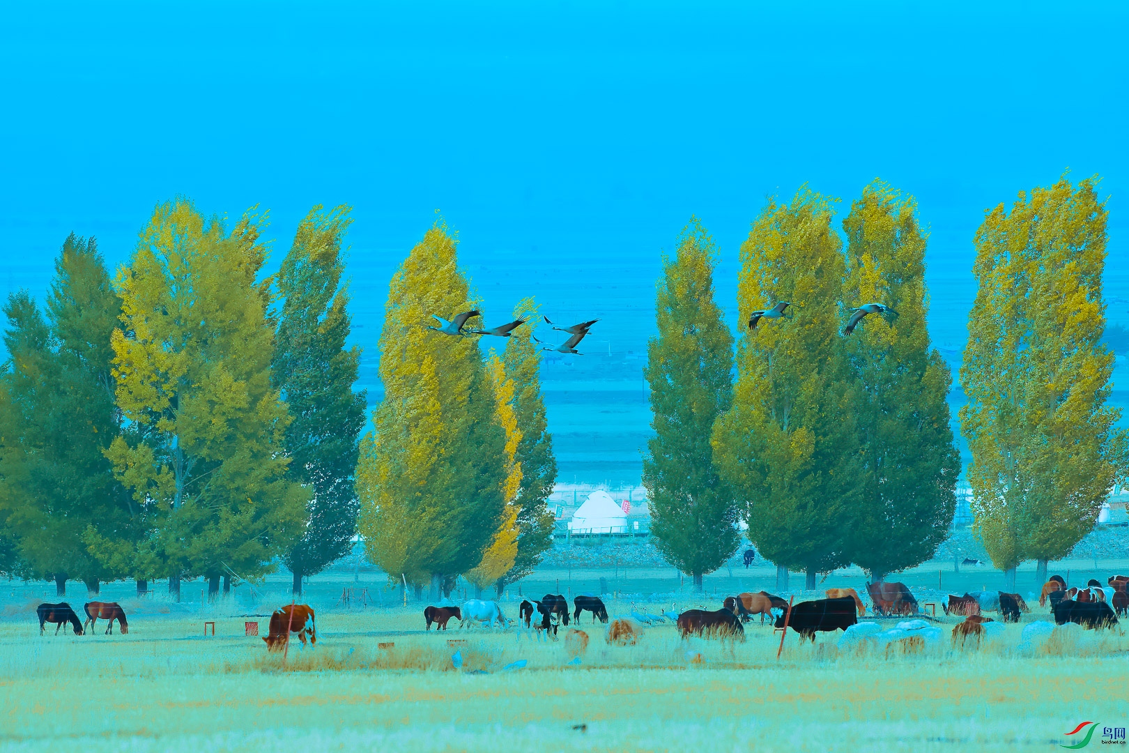 _60I9384--1 2-648.jpg