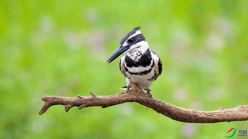 ��DSC_0085.jpg