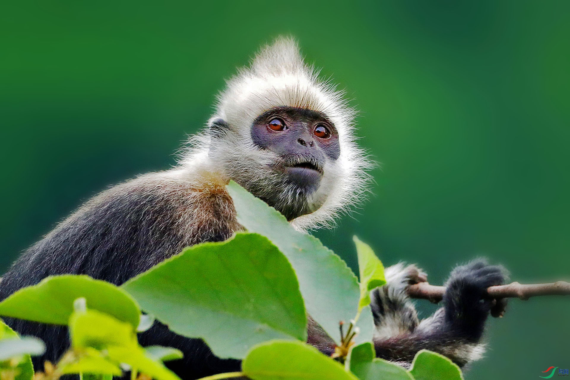 ��ͷҶ��161_2-1.jpg