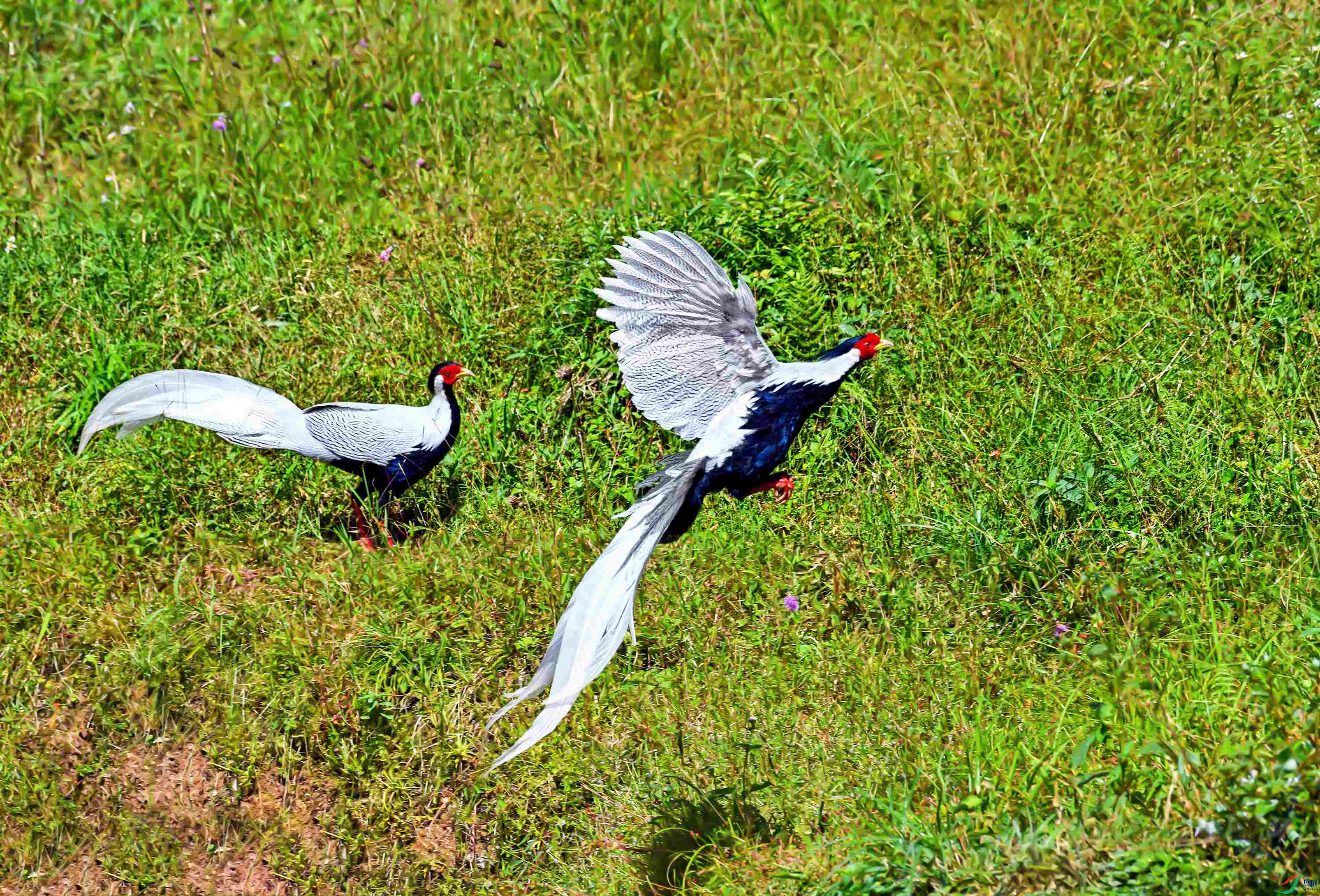 DSC_5720.-jpg.jpg