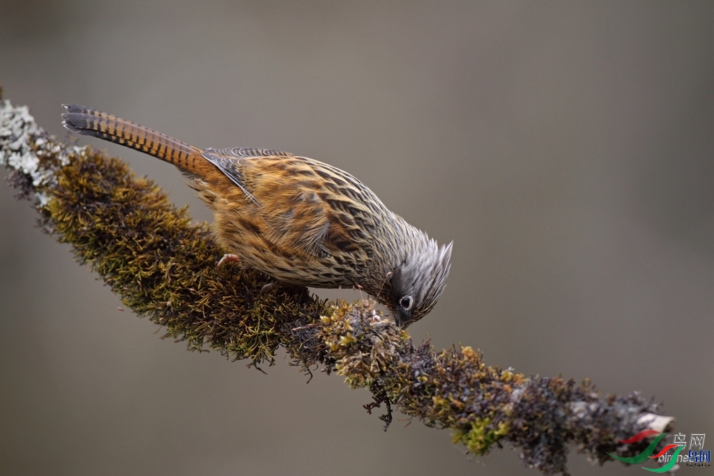 hwameiz  ��ʦ�������Ĵ�ʡ���β�������������.jpg