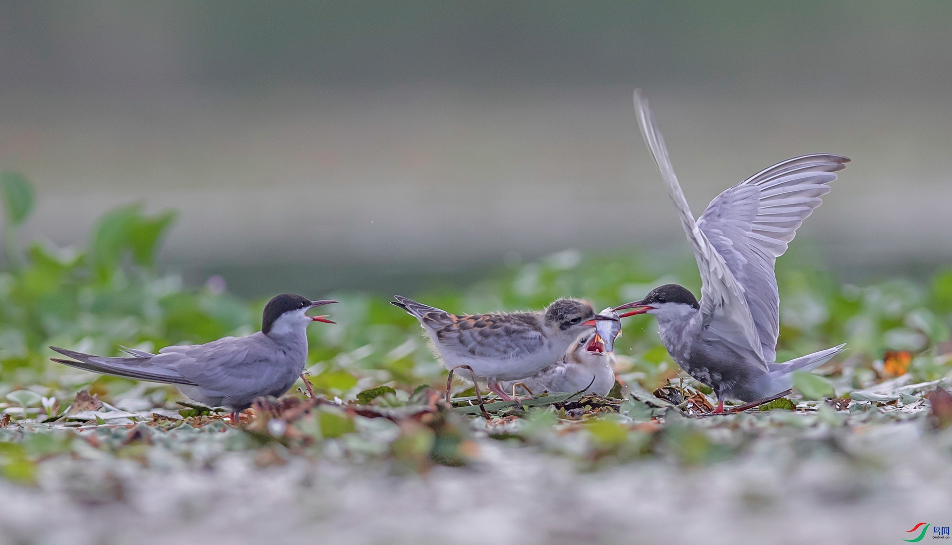 �븡Ÿ��ѧ����Chlidonias hybrida��Ӣ������Whiskered Tern��Ϊ�a��ĿŸ��ĿŸ�Ƹ�Ÿ�������ࡣ��ֳ�ڶ��� ...