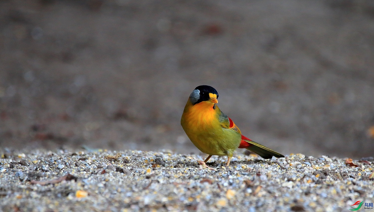 �人����   ��ʦ����������ʡ��ɽ��¡����â�����������0.jpg