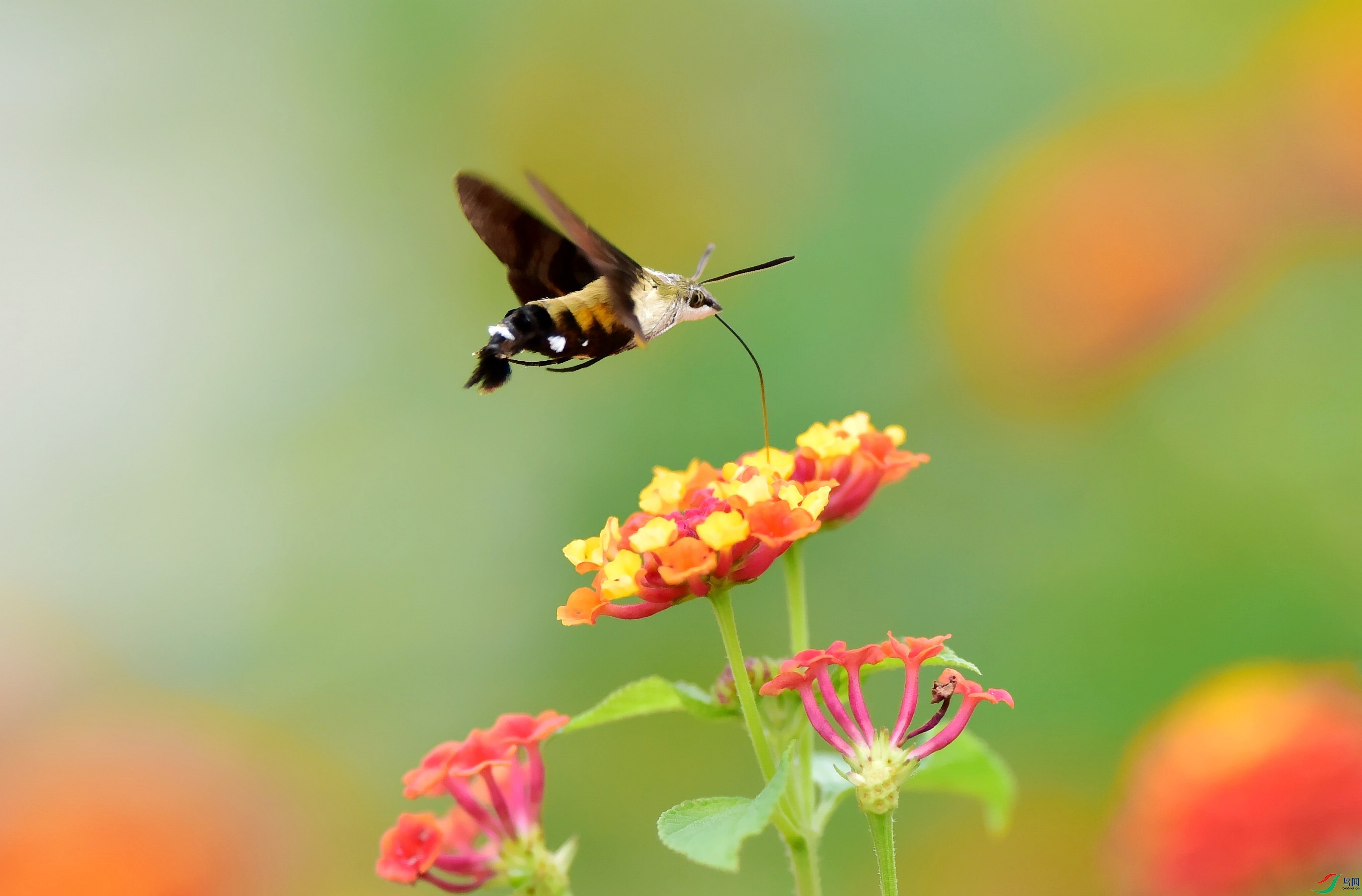 DSC_6860_conew4.jpg