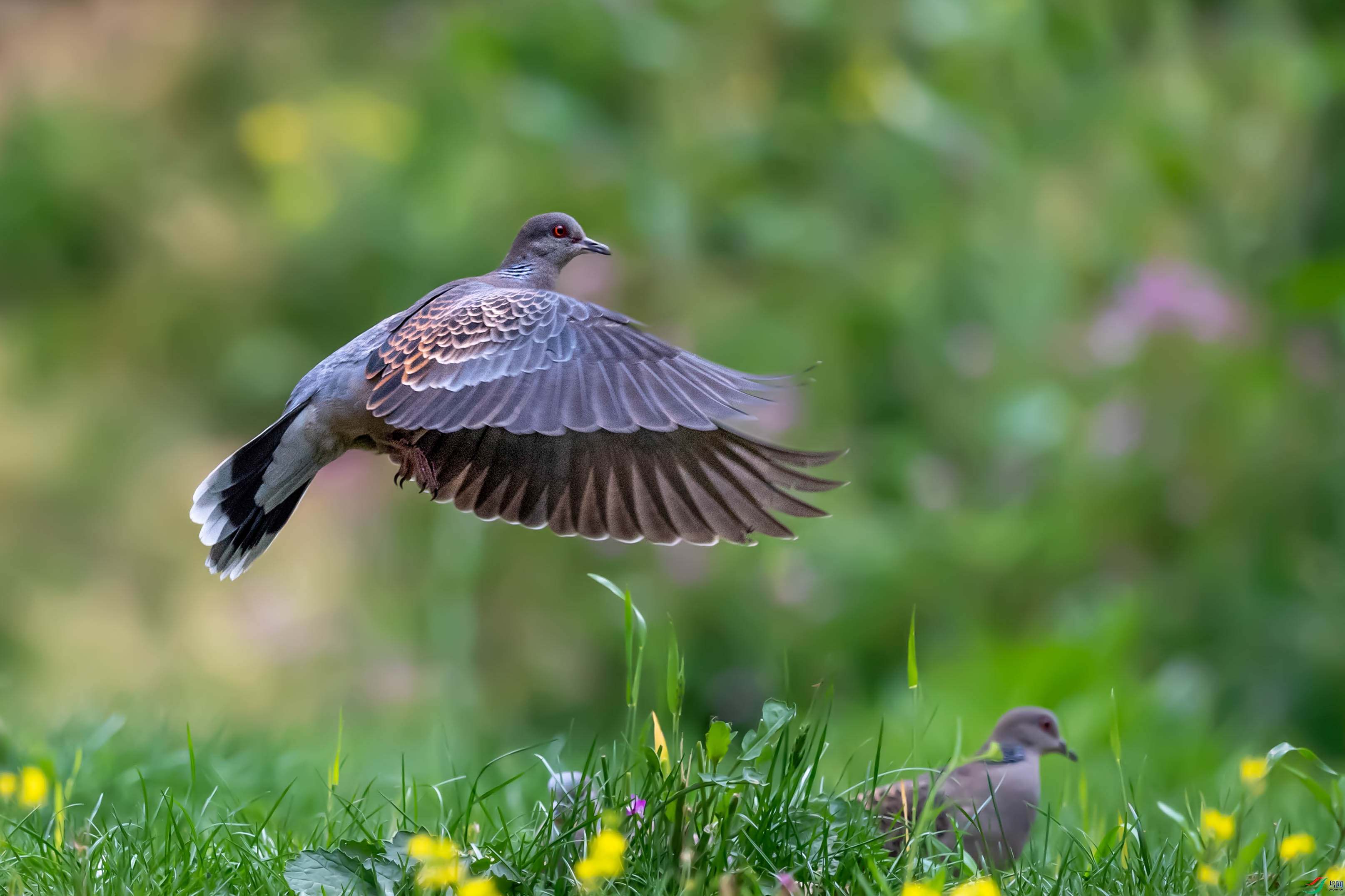 _GJS7918-1.jpg