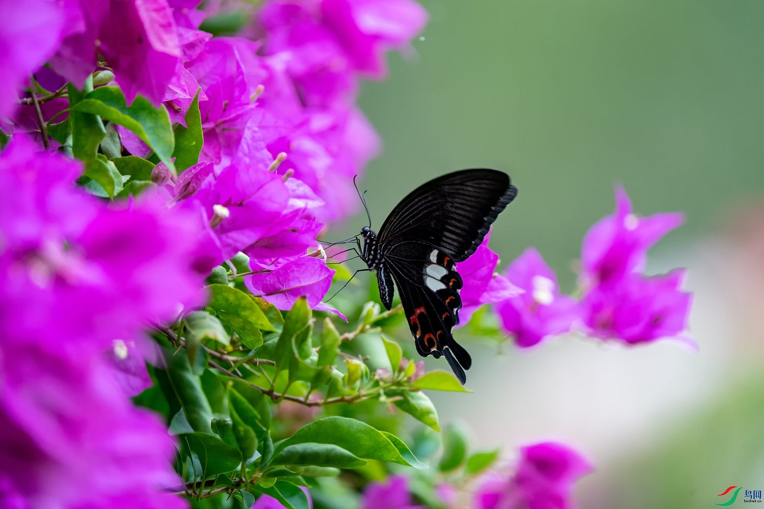 DZ_09709.jpg