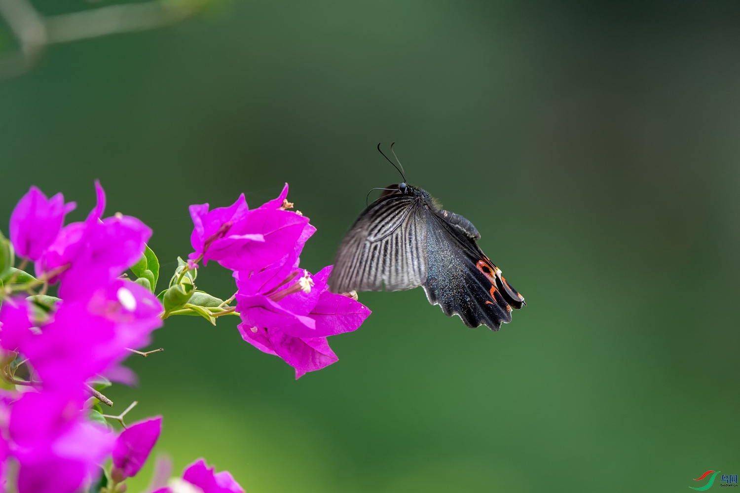 DZ_09699.jpg
