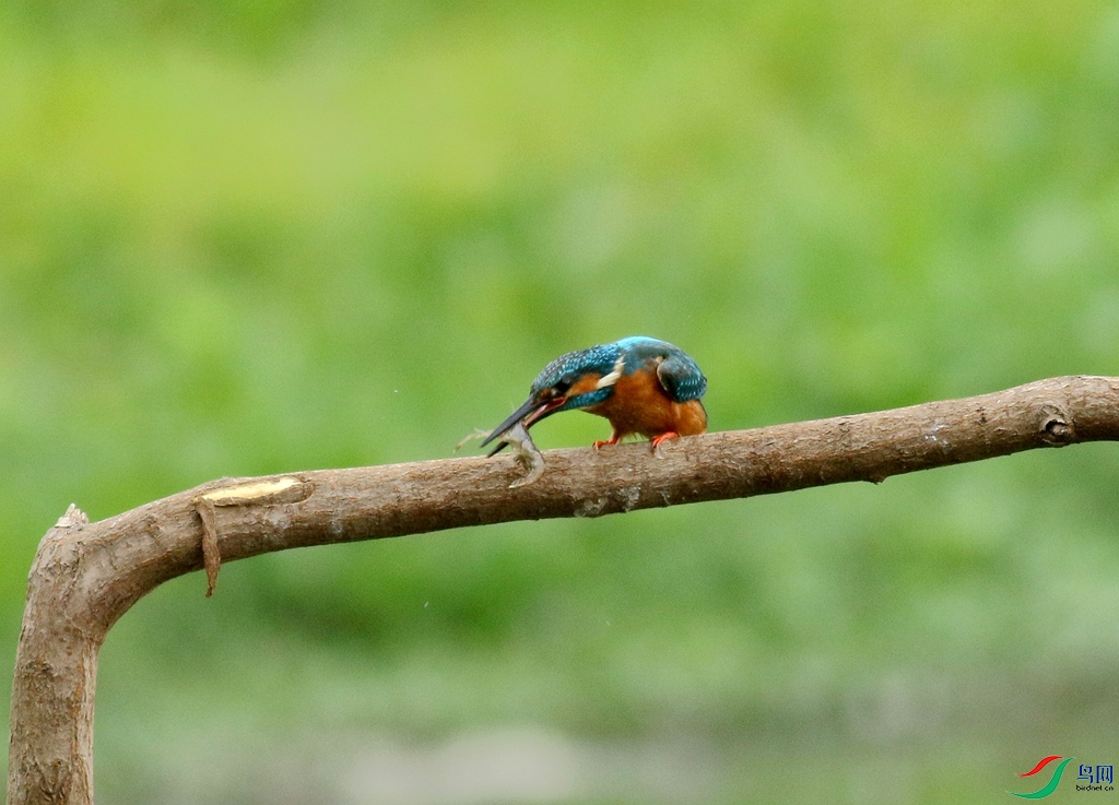 367A3077 (2)_����.jpg