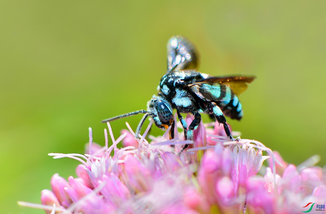 DSC_7123 �������� ����.jpg